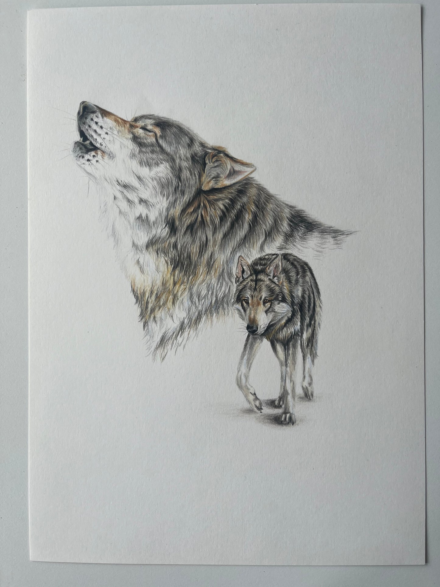 Wolf original