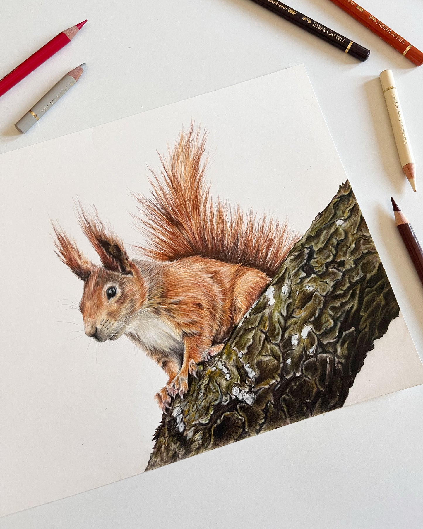 Fineart Print Eichhörnchen